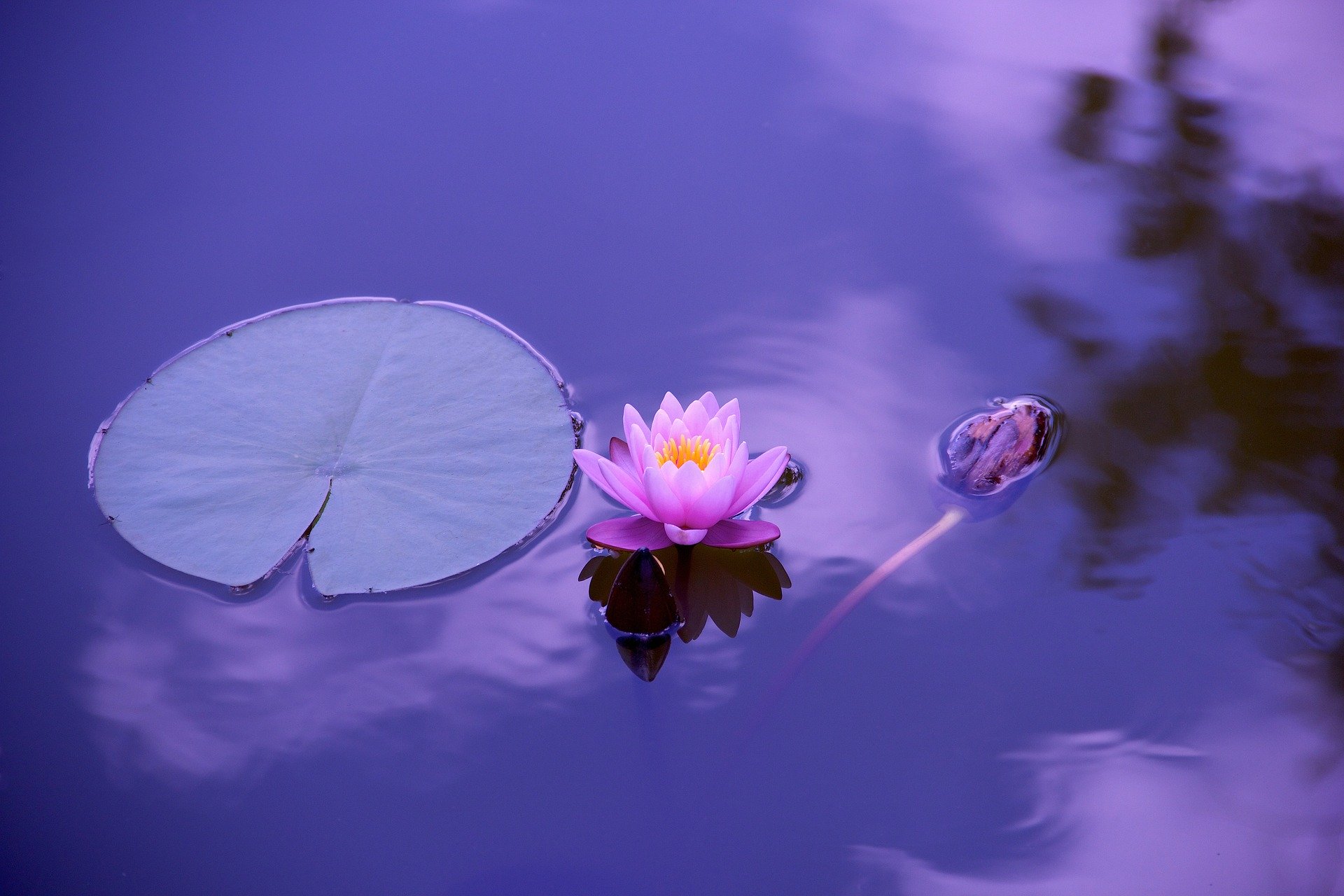 purple lotus flower and lily pad