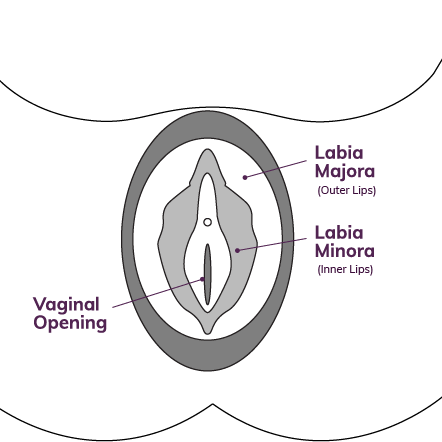 Of labia types What are