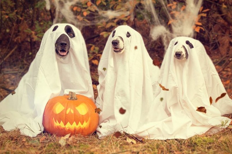 three dogs dressed as ghosts for halloween