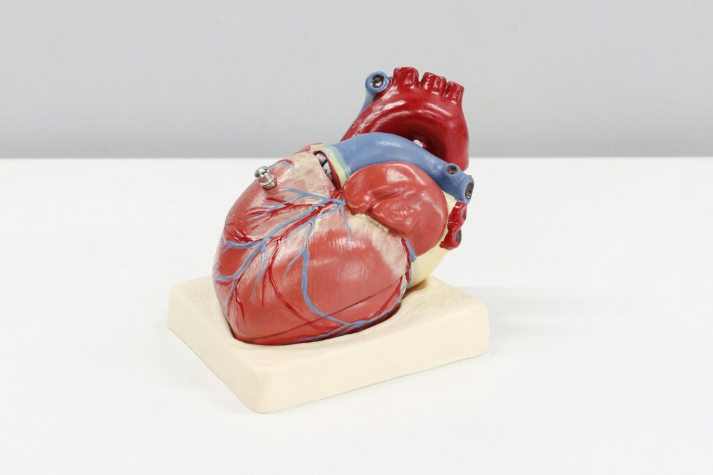 medical image of heart