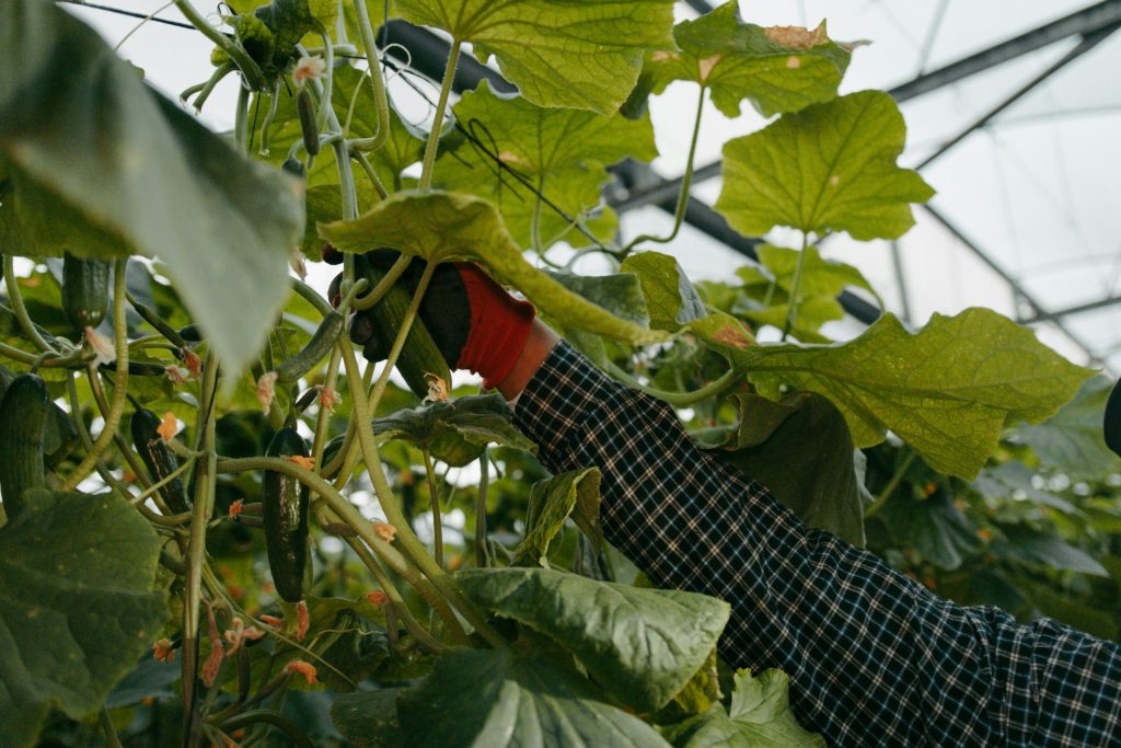 farmer holding veggies
